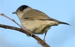 blackcap