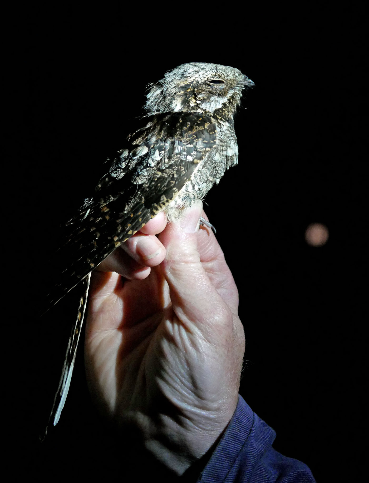 nightjar