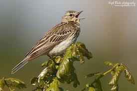 tree_pipit